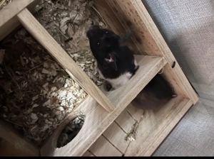 Hamster zu Verkaufen 9 Monate