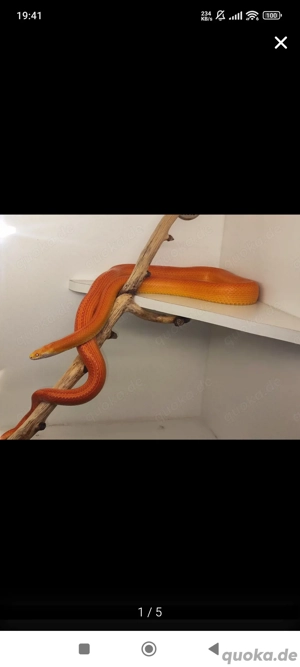 Kornnatter Paar. 1.0 Rf Inferno Tessera Motley x 0.1 Hypo sunkissed 