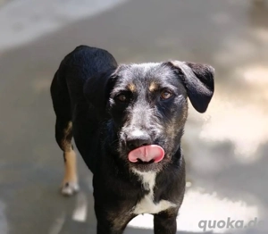 Unsere verschmuste JUNA    sucht ihr Glück