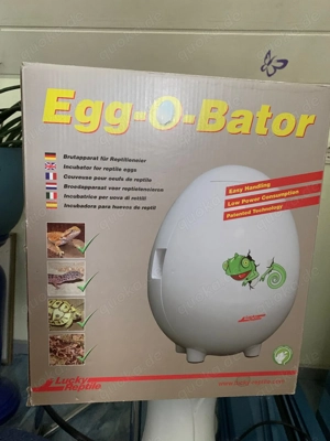 Inkubator Echsen