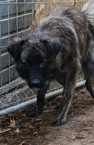 Fibs sucht ein liebevolles Zuhause für immer Bild 7