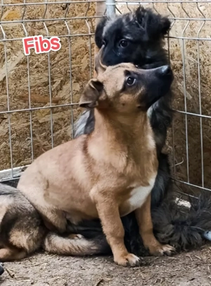 Fibs sucht ein liebevolles Zuhause für immer Bild 8