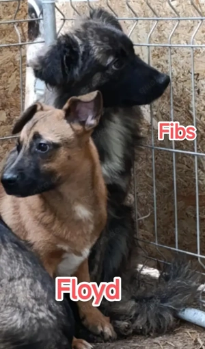 Fibs sucht ein liebevolles Zuhause für immer Bild 6