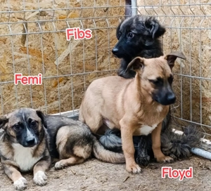 Fibs sucht ein liebevolles Zuhause für immer Bild 9