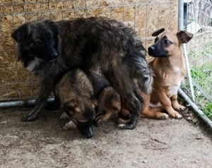 Fibs sucht ein liebevolles Zuhause für immer Bild 5