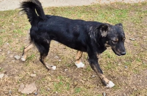 Linus - hast du ein Körbchen frei?