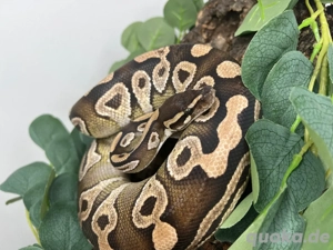 1.0 Mojave Lesser Königspython