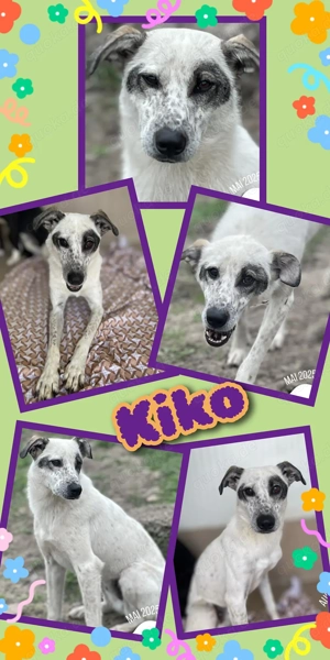 lieber, wunderschöner, bezaubernder Rüde "Kiko" sucht ein liebevolles Zuhause 