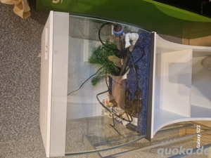 Kleines Aquarium 