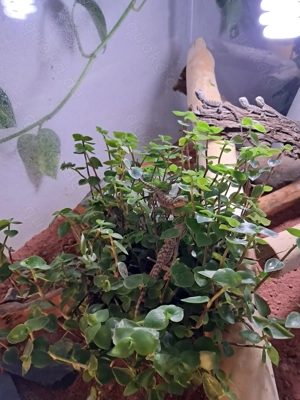 Junge Bartagamen abzugeben Bild 2