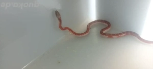 scaleless  classic  amel.  pied sieded