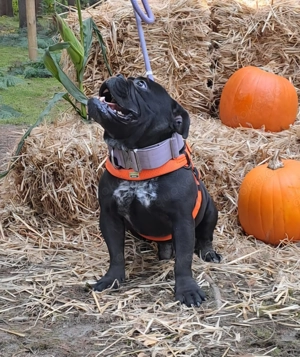 3 Jähriger OEB Rüde sucht Platz fürs Leben 