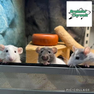 Junge Farbratten Weibchen und Böckchen Gruppen 