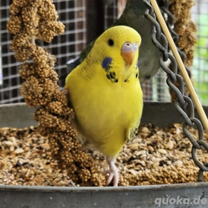 Wellensittich Junghennen