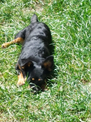 Kleine hübsche liebevolle Mischlingshündin