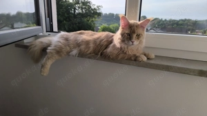 Deckkater Maine Coon (cream classic tabby)