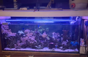 280l Meerwasser Aquarium , komplett