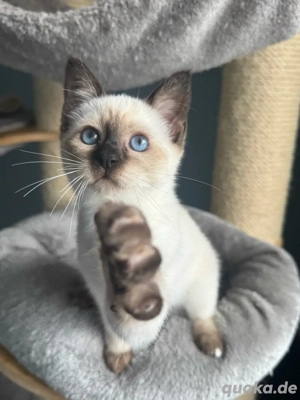 Abgabebereit: Siam - Heilige Birma Kitten