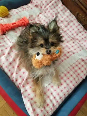 Pomeranian  Biewer Yorkshire  Hündin 