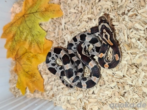 Kornnattern  Bild 10