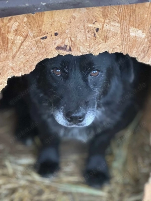 Birko ca. 40 cm   der Kleine