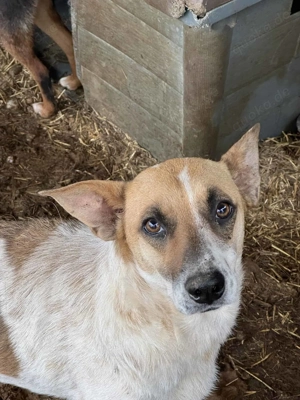 Malibu ca. 43 cm   die Zarte