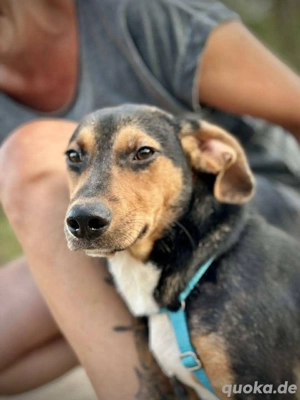     Mio sucht sein für immer Zuhause    