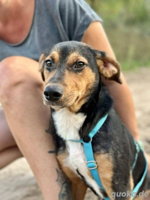     Mio sucht sein für immer Zuhause     Bild 2