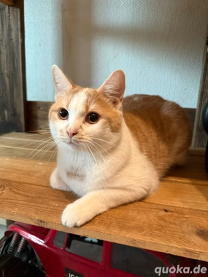 Neues zuhause für EKH BKH Kater gesucht.