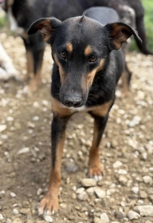 Stella N ca. 42 cm   mit der schönen Zeichnung