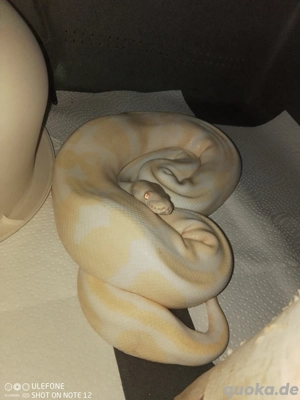 Mehrere Königspythons zu Verkaufen 