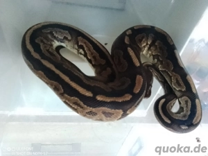 Mehrere Königspythons zu Verkaufen  Bild 3