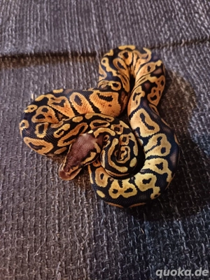 Mehrere Königspythons zu Verkaufen 