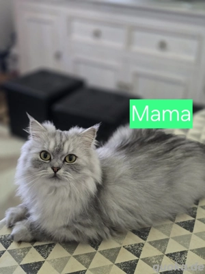 Süße Kätzchen zu verkaufen.  