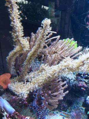 Ableger Gorgonien, Pilzlederkorallen, Sinularia grün, Röhrenkoralle, Hornkoralle zu verschenken