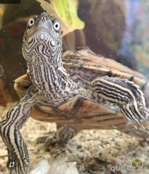 Ouachita Höckerschildkröte männlich