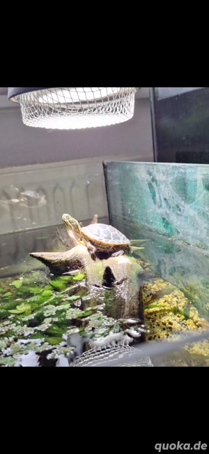 0.1 Chrysemys picta dorsalis NZ 21 südliche Zierschildkröte weiblich 