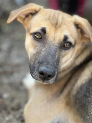 Kalle R ca. 38 cm - der Süße [auf Pflegestelle in 49838 Langen]