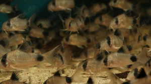 Corydoras panda - Hoplisoma - Panda Panzerwels - Fische Bild 2