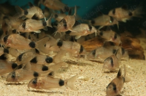 Corydoras panda - Hoplisoma - Panda Panzerwels - Fische Bild 3