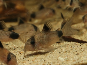 Corydoras panda - Hoplisoma - Panda Panzerwels - Fische