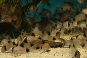 Corydoras panda - Hoplisoma - Panda Panzerwels - Fische Bild 5