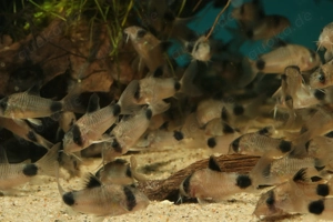 Corydoras panda - Hoplisoma - Panda Panzerwels - Fische Bild 4