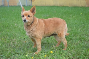 DANNIE Spitz (Kastriert) SGB 625,00   