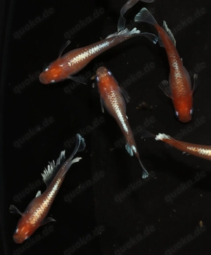 Medaka Red Cliff Widefin - Oryzias latipes - Miniteich - Outdoor Bild 2