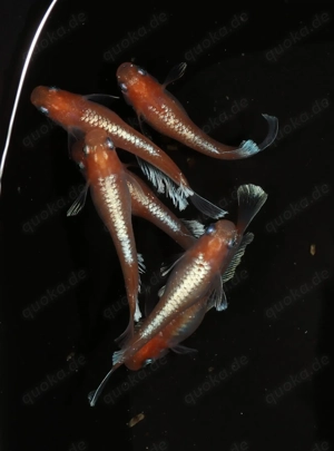 Medaka Red Cliff Widefin - Oryzias latipes - Miniteich - Outdoor