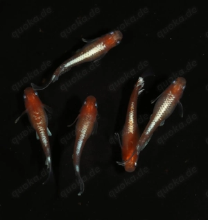 Medaka Red Cliff Widefin - Oryzias latipes - Miniteich - Outdoor Bild 3
