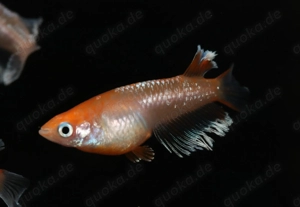 Medaka Red Cliff Widefin - Oryzias latipes - Miniteich - Outdoor Bild 6