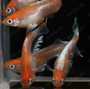 Medaka Red Cliff Widefin - Oryzias latipes - Miniteich - Outdoor Bild 8