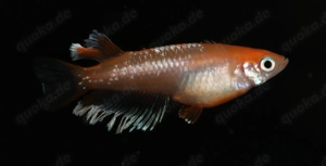 Medaka Red Cliff Widefin - Oryzias latipes - Miniteich - Outdoor Bild 9